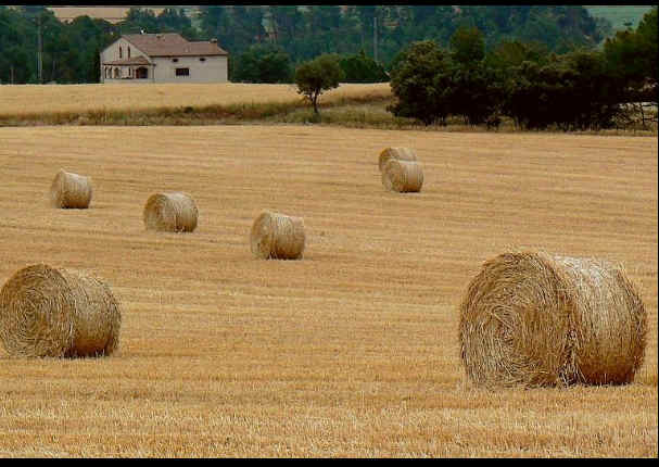 Descubren cadáveres de extrañas criaturas dentro de una bodega de vino en Chile