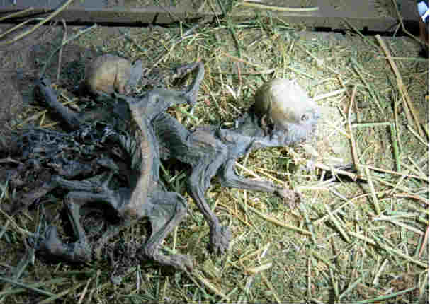 Descubren cadáveres de extrañas criaturas dentro de una bodega de vino en Chile