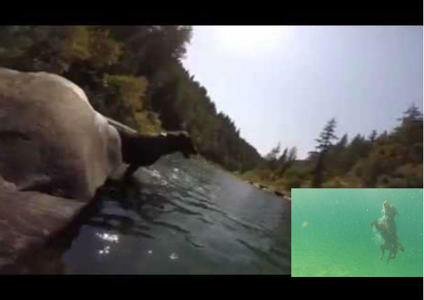 Este perro es capaz de bucear varios metros de profundidad (VIDEO)