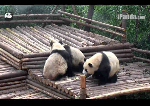 Este video de 5 pandas jugando 'lucha libre' te hará reír  (VIDEO)