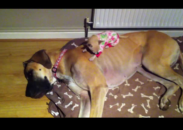 Mira a este Chihuahua tomar la siesta sobre un Gran Danés (VIDEO)