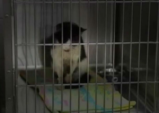 ¡Milagro! Un gato regresa a la vida luego de haber sido enterrado por su dueño (VIDEO)