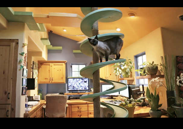 Mira la impresionante casa que le construyo este hombre a sus gatos (VIDEO)