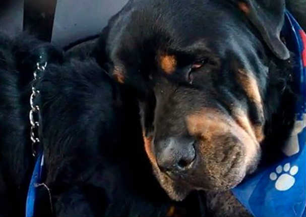 Un perro conmueve a todos al llorar a su hermano fallecido (VIDEO)