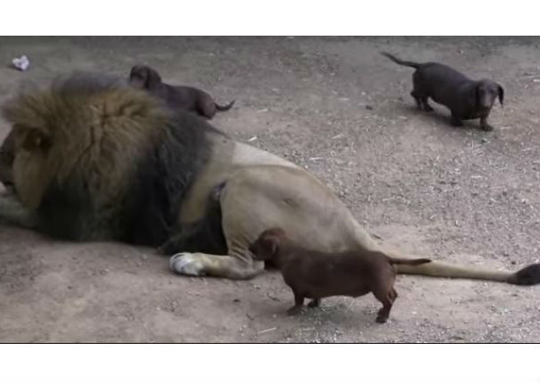 ¡Sorprendente! León comparte mismo ambiente con perros salchichas en total armonía - VIDEO
