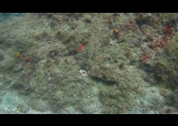 El camuflaje de este pulpo te sorprenderá (VIDEO)