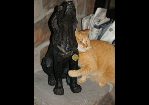 El gesto de esta gata con el perro fallecido de la familia te dejará con la boca abierta