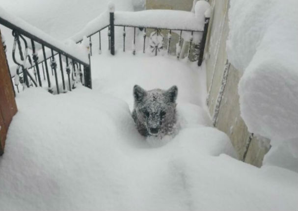 Mira qué encontró este hombre al asomarse por su ventana