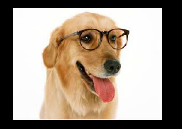 Checa la brillante idea que tuvo este perro para no mojarse (Video)