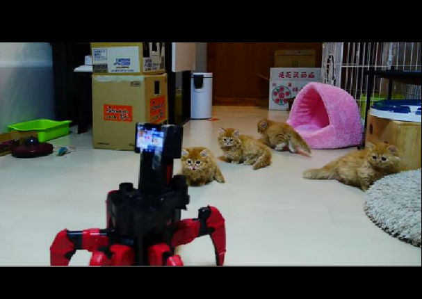 'Gatitos' se enfrentan a robot en una 