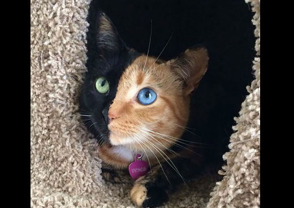 Conoce a los animales con los ojos más bonitos del mundo (FOTOS)
