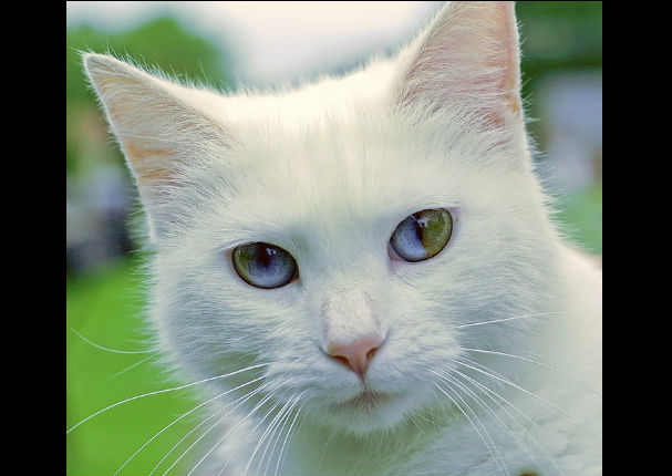 Conoce a los animales con los ojos más bonitos del mundo (FOTOS)