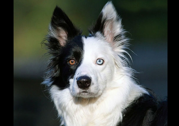Conoce a los animales con los ojos más bonitos del mundo (FOTOS)