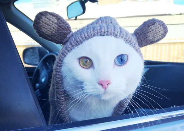 Conoce a los animales con los ojos más bonitos del mundo (FOTOS)