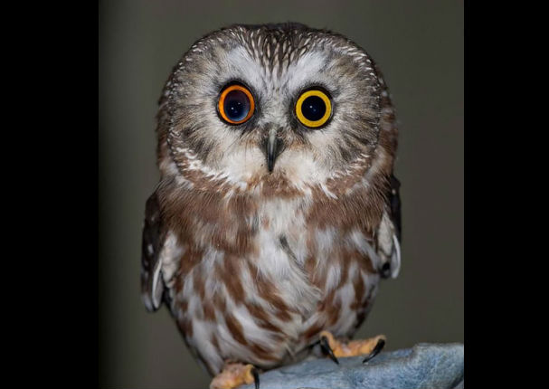 Conoce a los animales con los ojos más bonitos del mundo (FOTOS)