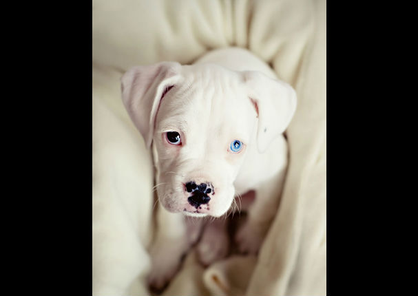 Conoce a los animales con los ojos más bonitos del mundo (FOTOS)