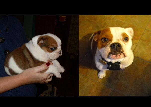 Mira el antes y el después de estos 10 perros - FOTOS