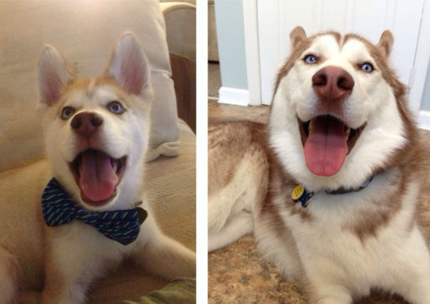 Mira el antes y el después de estos 10 perros - FOTOS