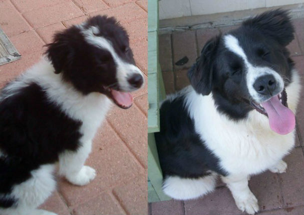 Mira el antes y el después de estos 10 perros - FOTOS