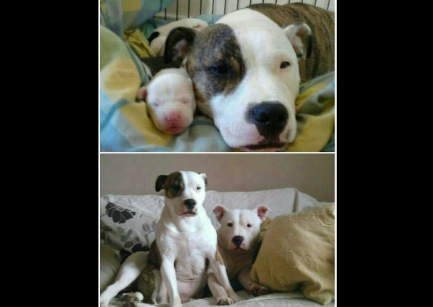 Mira el antes y el después de estos 10 perros - FOTOS