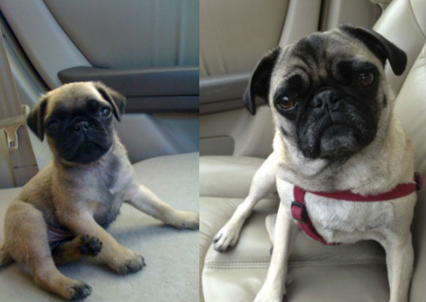 Mira el antes y el después de estos 10 perros - FOTOS