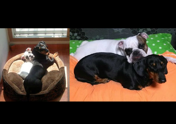 Mira el antes y el después de estos 10 perros - FOTOS