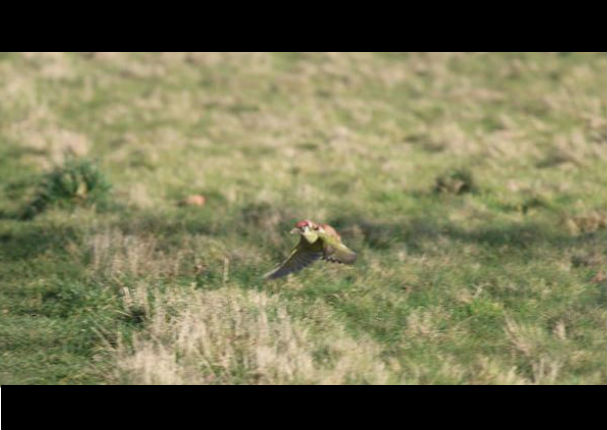 Comadreja bebé vuela en el lomo de un pájaro carpintero (FOTOS) Comadreja bebé vuela en el lomo de un pájaro carpintero (FOTOS)