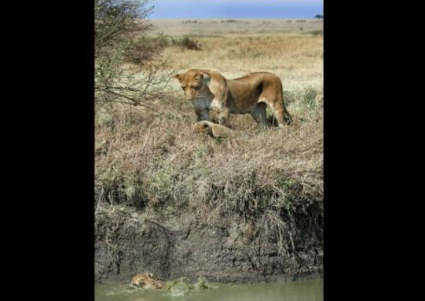 ¡Conmovedor! Mira a una leona rescatar a su cachorro (FOTOS)