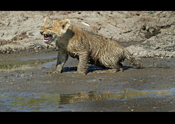 ¡Conmovedor! Mira a una leona rescatar a su cachorro (FOTOS)