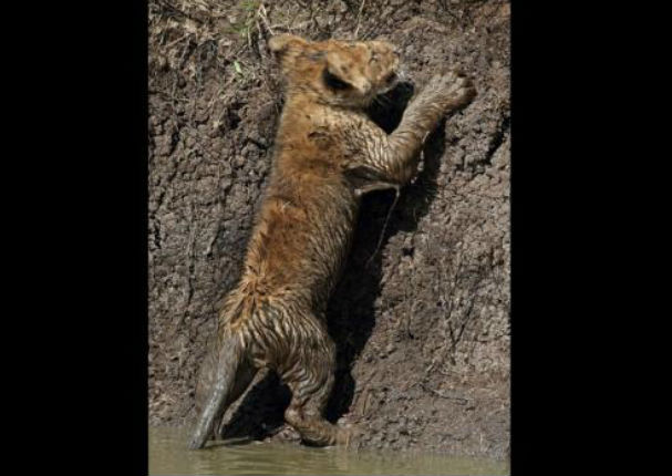 ¡Conmovedor! Mira a una leona rescatar a su cachorro (FOTOS)