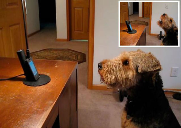 Mira el cariño de un perro al hablar por teléfono con su dueña (VIDEO)