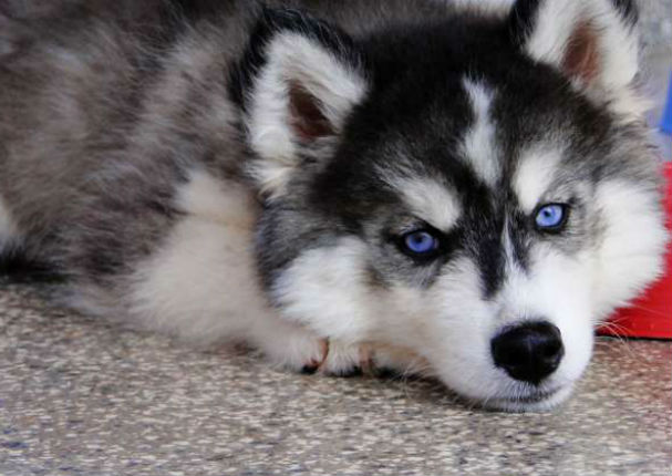 Mira esta curiosa discusión entre un perro y su dueño (VIDEO)