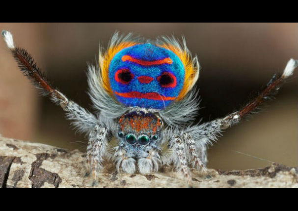 Graban increíble danza de una araña para atraer a su pareja (VIDEO)