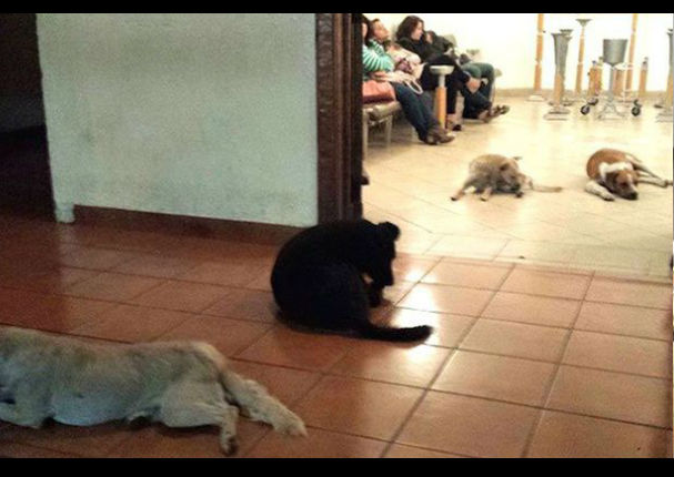 Perros callejeros van al funeral de la mujer que los cuidaba (FOTOS)