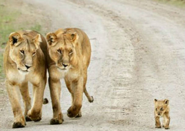 Mira los momentos más tiernos de padres e hijos en el reino animal (FOTOS) Mira los momentos más tiernos de padres e hijos en el reino animal (FOTOS)