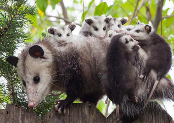 Mira los momentos más tiernos de padres e hijos en el reino animal (FOTOS) Mira los momentos más tiernos de padres e hijos en el reino animal (FOTOS)