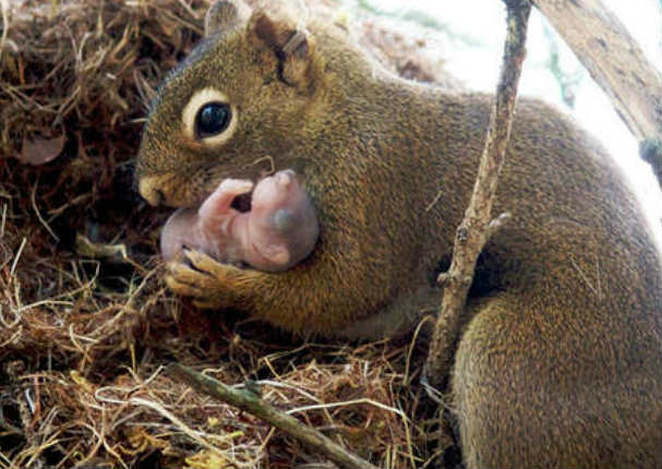 Mira los momentos más tiernos de padres e hijos en el reino animal (FOTOS) Mira los momentos más tiernos de padres e hijos en el reino animal (FOTOS)