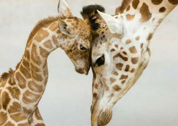 Mira los momentos más tiernos de padres e hijos en el reino animal (FOTOS) Mira los momentos más tiernos de padres e hijos en el reino animal (FOTOS)