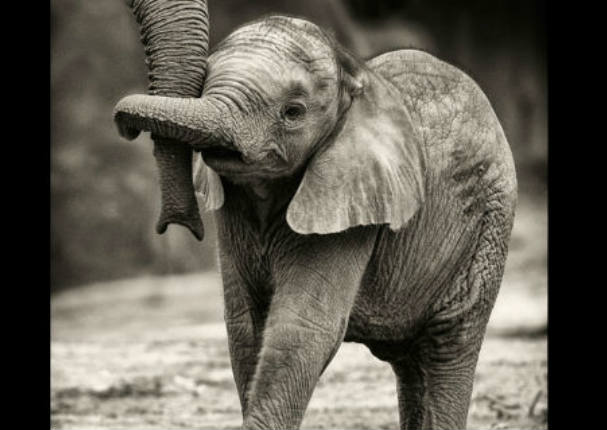Mira los momentos más tiernos de padres e hijos en el reino animal (FOTOS) Mira los momentos más tiernos de padres e hijos en el reino animal (FOTOS)