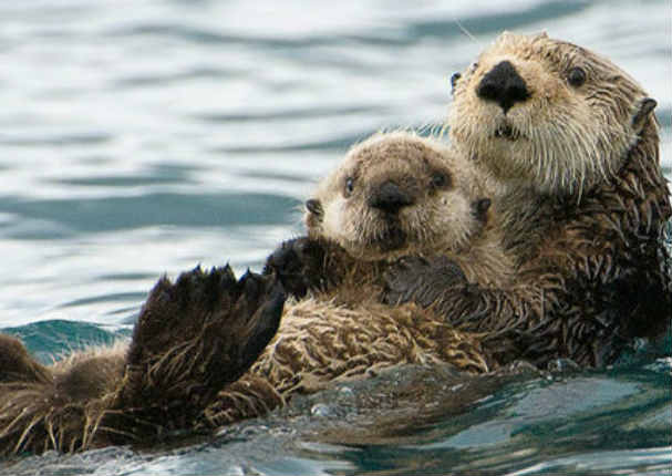 Mira los momentos más tiernos de padres e hijos en el reino animal (FOTOS) Mira los momentos más tiernos de padres e hijos en el reino animal (FOTOS)
