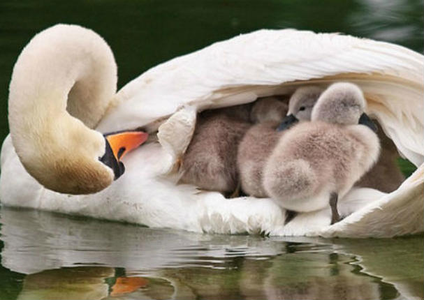Mira los momentos más tiernos de padres e hijos en el reino animal (FOTOS) Mira los momentos más tiernos de padres e hijos en el reino animal (FOTOS)