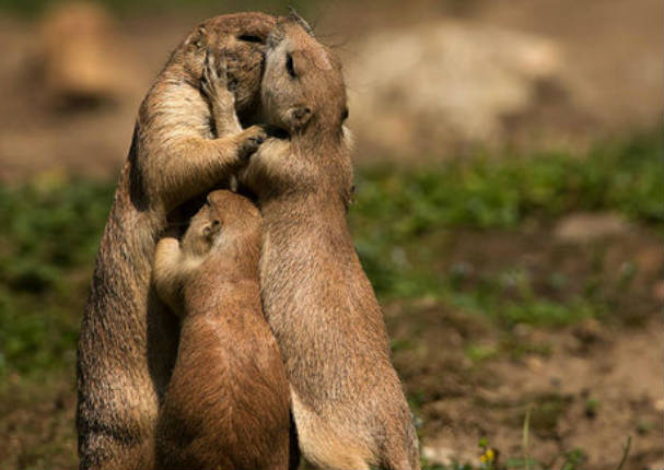 Mira los momentos más tiernos de padres e hijos en el reino animal (FOTOS) Mira los momentos más tiernos de padres e hijos en el reino animal (FOTOS)