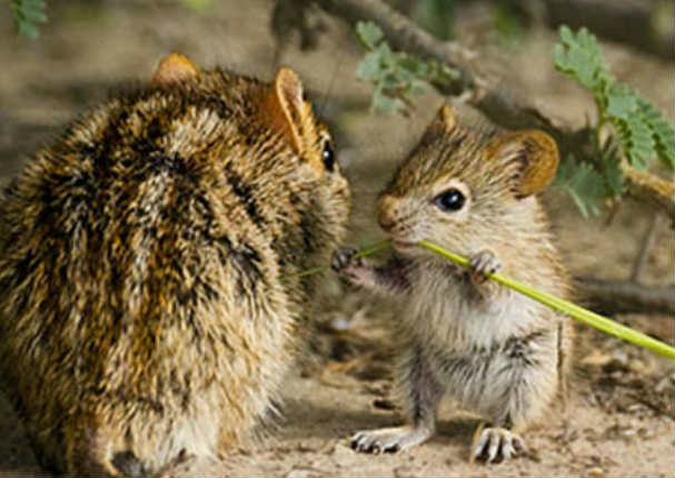 Mira los momentos más tiernos de padres e hijos en el reino animal (FOTOS) Mira los momentos más tiernos de padres e hijos en el reino animal (FOTOS)