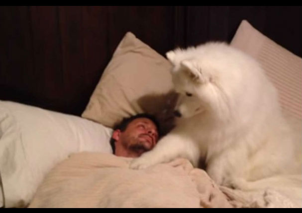Esta perrita despierta de la forma más tierna a su amo (VIDEO)