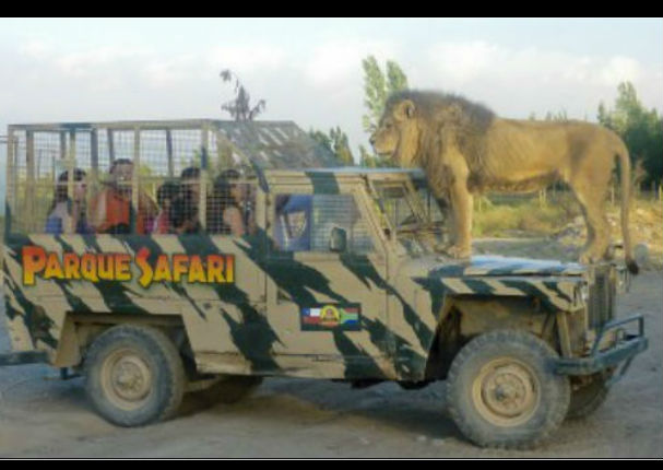 Conoce el zoológico donde los animales están libres y los humanos encerrados (FOTOS)