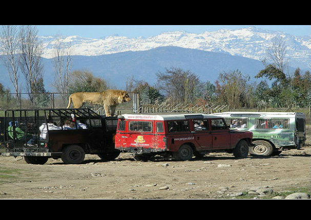 Conoce el zoológico donde los animales están libres y los humanos encerrados (FOTOS)