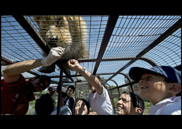 Conoce el zoológico donde los animales están libres y los humanos encerrados (FOTOS)
