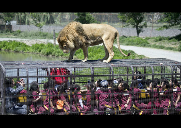 Conoce el zoológico donde los animales están libres y los humanos encerrados (FOTOS)
