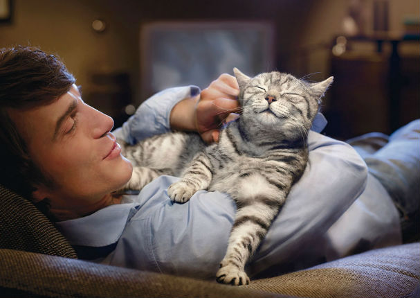 Los dueños de gatos serían más inteligentes que los de perros, según investigación