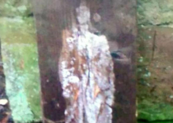 Aparece supuesta imagen de Jesús en un árbol (FOTO)